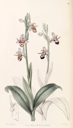 Ophrys scolopax subsp. cornuta